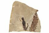 Conifer Needle (Sequoia) Fossil Plate - McAbee, BC #271284-1